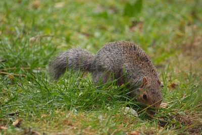 Young Grey Squirrel Burying Nuts 04