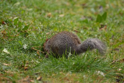 Young Grey Squirrel Burying Nuts 05