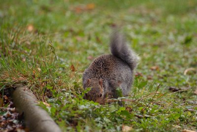 Young Grey Squirrel Burying Nuts 06