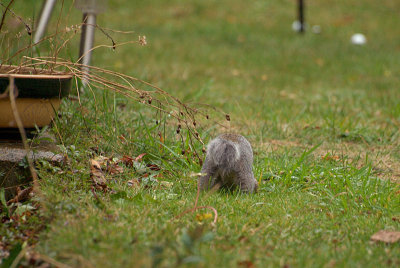 Young Grey Squirrel Burying Nuts 07