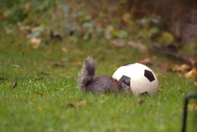 Young Grey Squirrel Burying Nuts under Football
