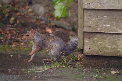 Young Grey Squirrel by Shed