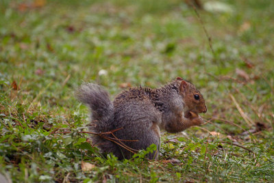 Young Grey Squirrel Eating
