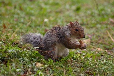 Young Grey Squirrel Eating 02