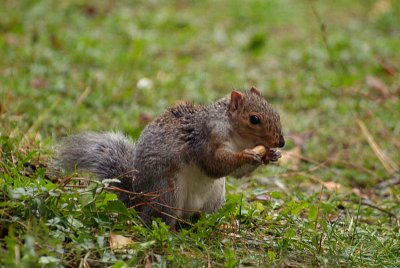 Young Grey Squirrel Eating 03