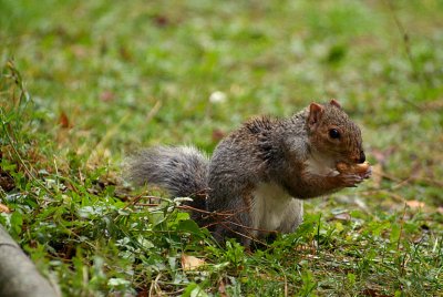 Young Grey Squirrel Eating 04