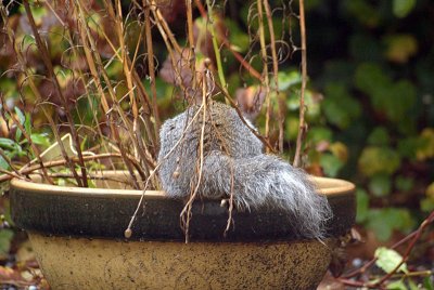 Young Grey Squirrel in Flower Pot