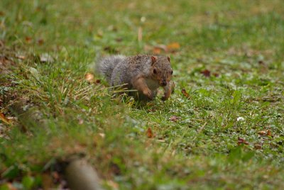 Young Grey Squirrel Running