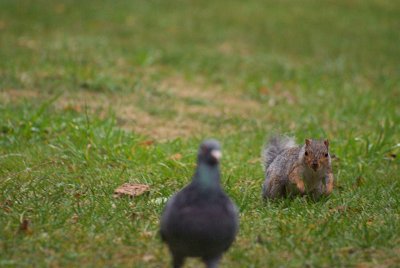 Young Grey Squirrel Running 02