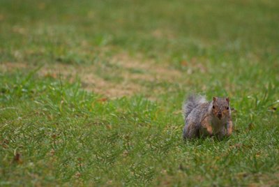 Young Grey Squirrel Running 03