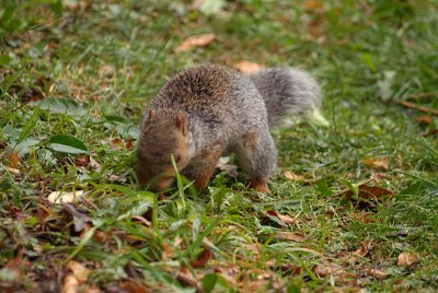 Young Grey Squirrel Shaking Head 02