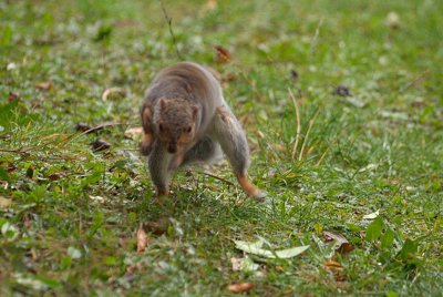 Young Grey Squirrel Shaking Off Rain