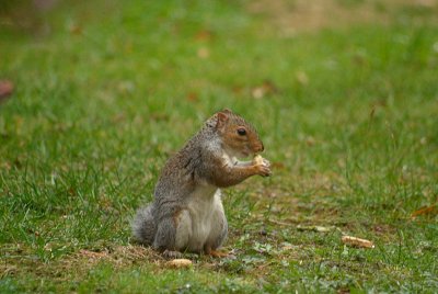 Young Grey Squirrel with Monkey Nut
