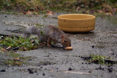 Young Grey Squirrel with Monkey Nut 03