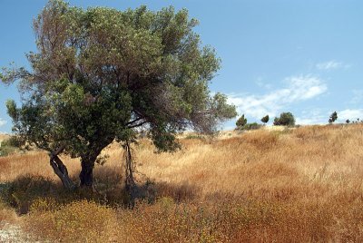 Olive Trees Cyprus