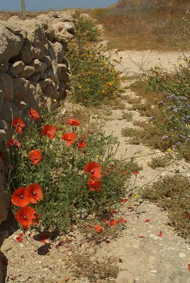 Flowers in Cyprus 02