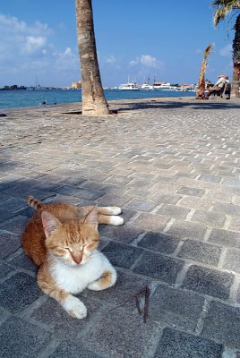 Ginger Cat on Pafos Promenade