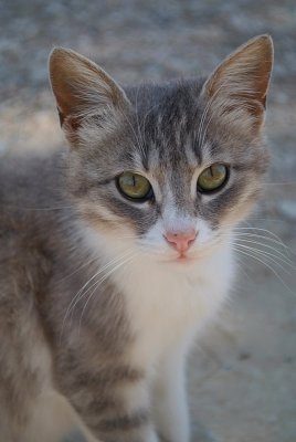 Grey and White Cat Pafos Archaeological Site 02