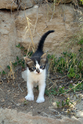 Small Kitten Paphos 03