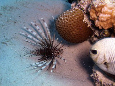 Common Lionfish - Pterois Miles - Damselfish in Foreground