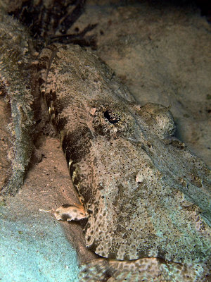 Crocodile Fish under Rock
