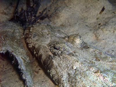 Crocodile Fish under Rock 02