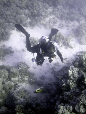 Diver and Hard Coral