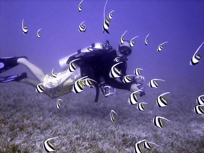 Diving with School of Bannerfish