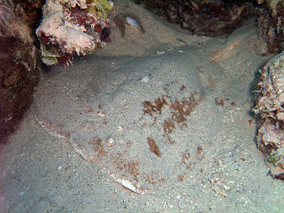 Electric Ray Covered with Sand - Torpedo Panthera 02