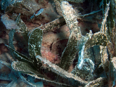 Juvenile Filefish in Sea Grass