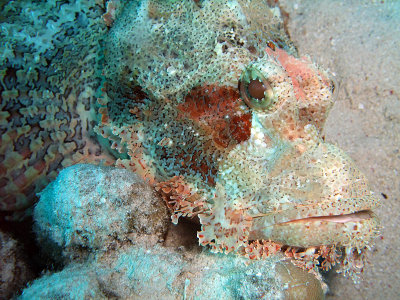 Scorionfish Resting on Hard Coral 02
