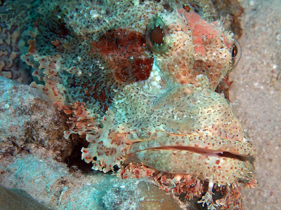Scorionfish Resting on Hard Coral 03