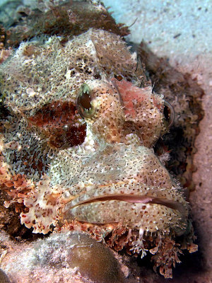 Scorionfish Resting on Hard Coral 04