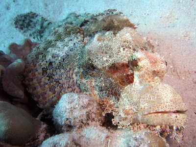 Scorionfish Resting on Hard Coral 06