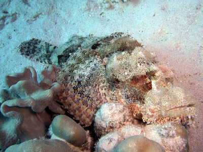 Scorionfish Resting on Hard Coral 08
