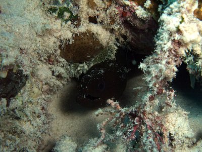Small Brown Moray Eel in Crevice