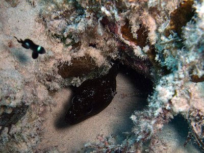 Small Brown Moray Eel with Cleaner Shrimp