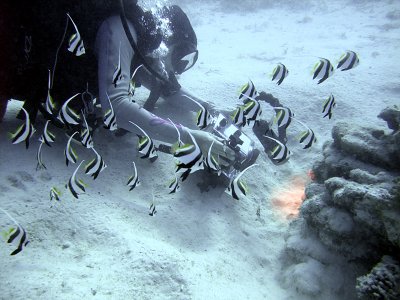 Videographer and School of Bannerfish