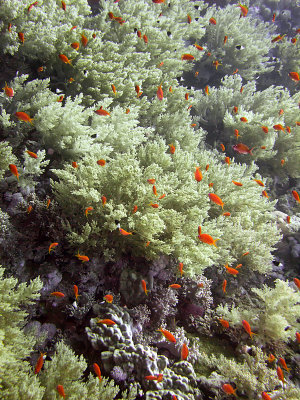 Anthias and Soft Coral - Daedelus Reef 01