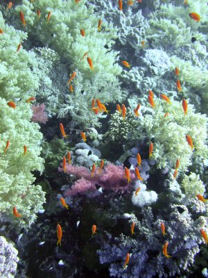 Anthias and Soft Coral - Daedelus Reef 02