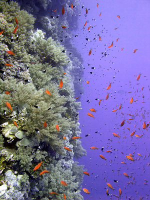 Anthias by Wall - Daedelus Reef 05