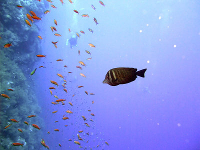 Red Sea Sailfin Tang - Deadelus Reef