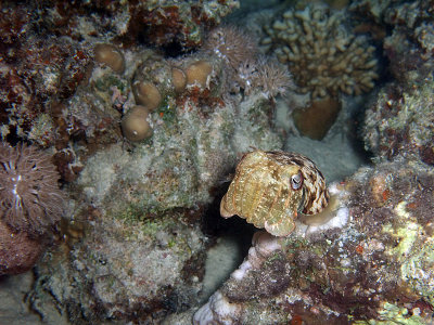 Baby Cuttlefish and Hard Coral 02