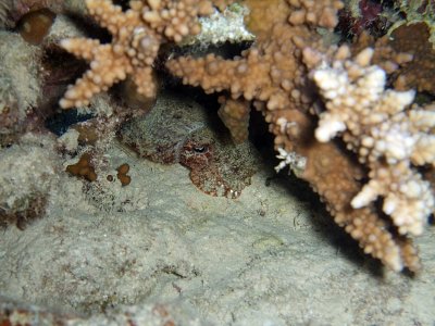 Baby Cuttlefish Hiding under Hard Coral 02