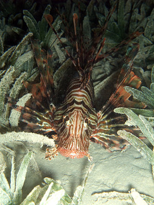 Common Lionfish in Sea Grass - Pterois Miles