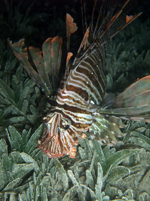Common Lionfish in Sea Grass - Pterois Miles 02