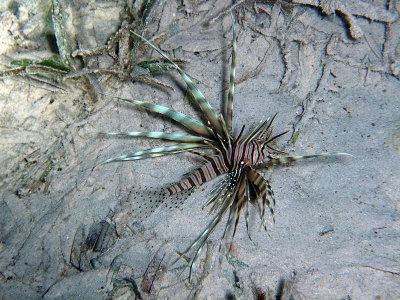 Common Lionfish over Sand - Pterois Miles