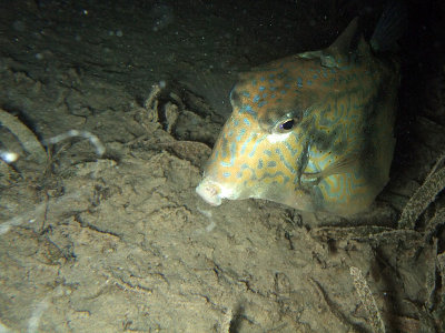 Cowfish from Front