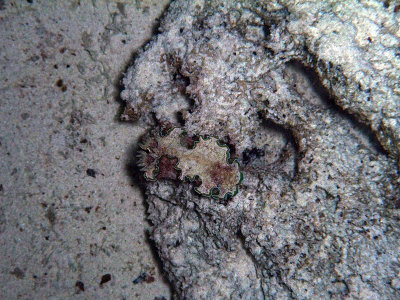 Nudibranch on Dead Coral 02