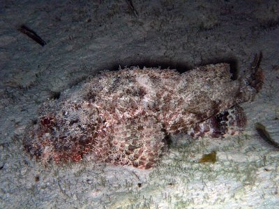 Scorpionfish in Sand from Side